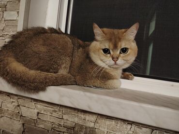ağ pişik balası: Qızıl şinşilla, Erkək, Cütləşmə üçün, Ünvandan götürmə