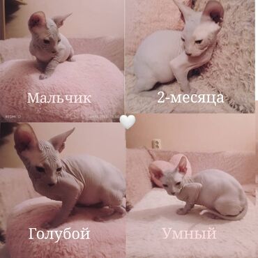 муравиная ферма: Донской сфинкс, 2 месяца, Мальчик, Голубой