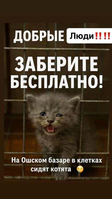 товары для кошек: Бесплатная раздача котят — Бишкек На Ошском базаре в клетках сидят