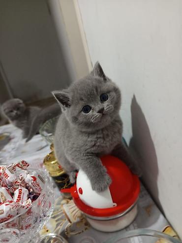 Pişiklər: Şotland, Erkək, Dişi, Yaxşı əllərə, Ödənişli çatdırılma, Ünvandan götürmə, Rayonlara çatdırılma — 7