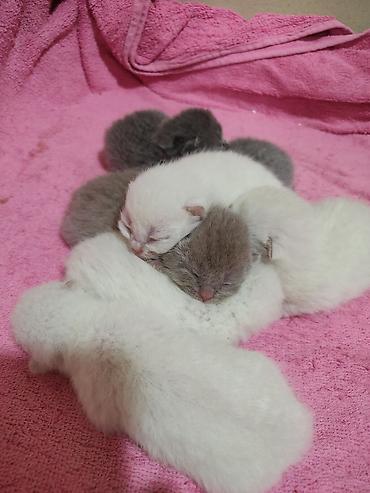 Pişiklər: Britan -da lalafo.az — 4 Pişiklər: Britan — 4