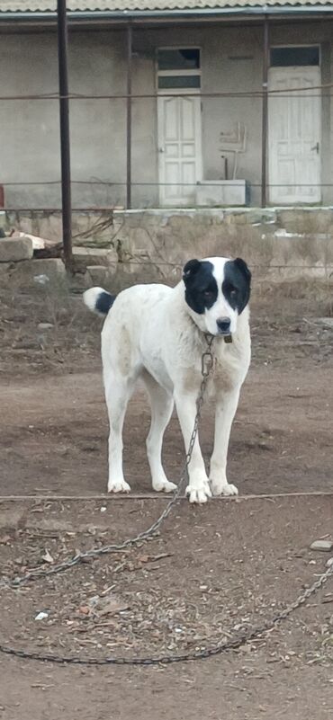 İtlər: Alabay, 1 il, Dişi, Peyvəndli, Ödənişli çatdırılma — 10