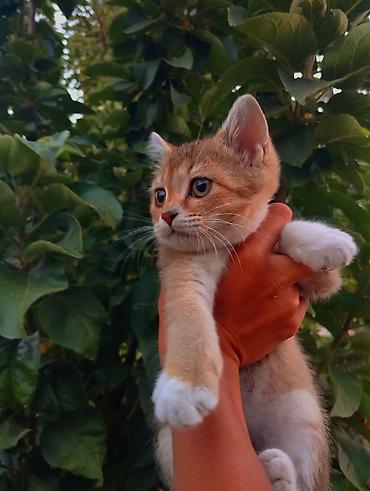 Британская короткошёрстная, 3 месяца, Девочка, Золотая шиншилла, Приучена к лотку, Проглистована at lalafo.kg — 1 Британская короткошёрстная, 3 месяца, Девочка, Золотая шиншилла, Приучена к лотку, Проглистована — 1