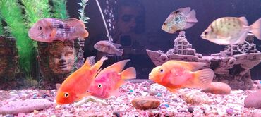 Akvariumlar: Salam zavod akvarium olcusu 1.20_60_45 yanlari aval 2 dene filteri — 3