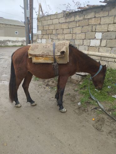 Atlar: Yük və kənd təsərrüfatı işləri üçün at - Rəng: qəhvəyi - Boy: orta - — 1