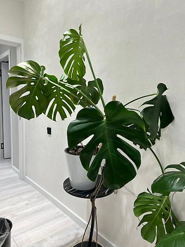 Монстеры: Монстера вариегатная (Monstera deliciosa variegata) — комнатное — 16