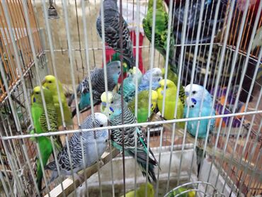 Dovşanlar: Dovşan yemləri 1-kilosu 2azn Dovşan balaları 5azn topdan Tək tək 9-azn — 18