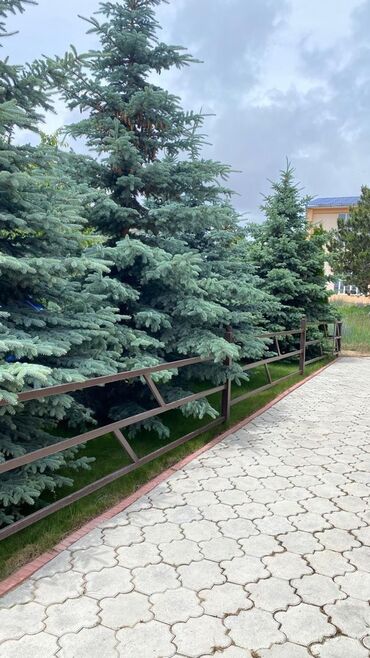 Иссык-Куль 2025: Коттедж, ЦО Евразия, Кара-Ой (Долинка), Парковка, стоянка, Бассейн, Теннисный корт at lalafo.kg — 22 Иссык-Куль 2025: Коттедж, ЦО Евразия, Кара-Ой (Долинка), Парковка, стоянка, Бассейн, Теннисный корт — 22