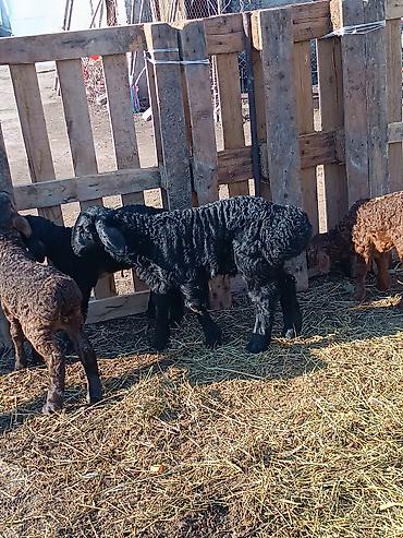 Баран, овца: Продаю | Ягненок | На забой | Племенные — 3