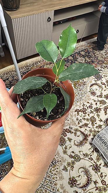 Фикусы: Фикус Али, бенджамин сатылат — 11