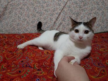 отдам собаку в добрые руки: 1 жаш, Эркек, Ак, Лотокко барууга үйрөтүлгөн, Курттардан тазаланган, Документтери менен