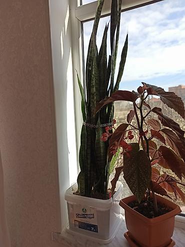 Digər bitkilər: Ev otaq gülləri – bir neçə növ 5-50 manat arası qiymət - — 4