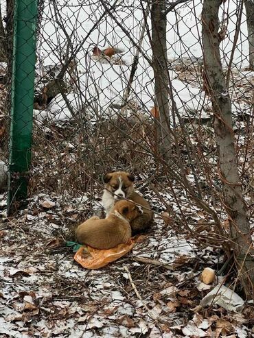 Отдам даром собаку: Собака даром: Дворняжка, 2 месяца, Самка