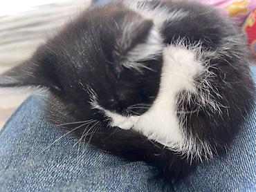 кошка домашняя: Котёнок, чёрно‑белый, короткошёрстный (окрас «тукседо»). Нежный — 1