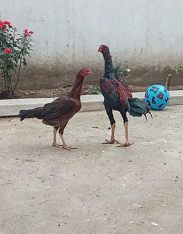 becə: Noyabir becesi di bide feresi cox gujdu heyvanlar di atasi 5 defe — 1