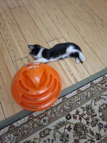 взять бесплатно котенка: 1 месяц, Девочка — 2