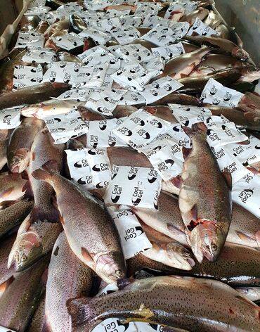 Рыбы: Продается форель оптом
По цене, по всем остальным вопросам обращайтесь
