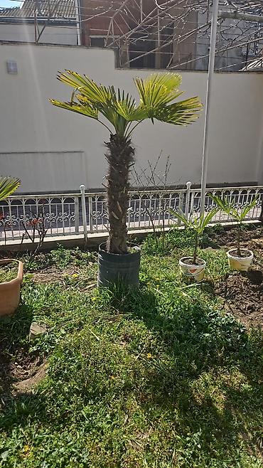 evkalipt ağacı haqqinda: Razılaşma yolu ilə satılır — 1