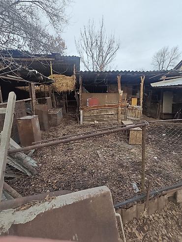 Продажа коттеджей и домов: Продается дом с участком . с.Ново Николаевка ул. Демьяна бедного 18 — 2