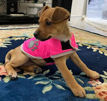 İtlər: Zərif və ağıllı ba - Cins: Cek Rassel Teryer - Rəng: qızılı-qəhvəyi — 11