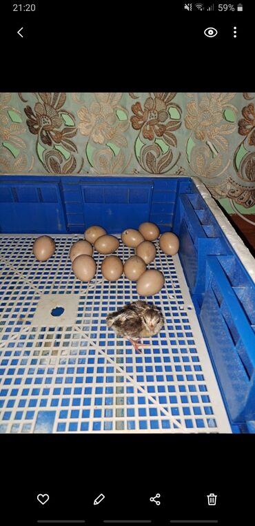 1000 yumurtalıq inkubator: Toyuq və digər cins(gümüşü qırqovul) quşların mayalı yumurtaları