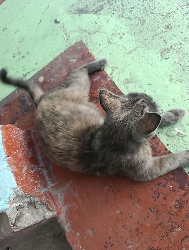 кошки сиамская: 1 год, Девочка, Метис — 2