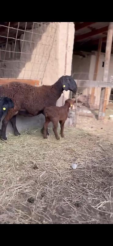 Qoyunlar, qoçlar: Qoyun və quzu dəsti - Ana qoyun: yerli ətlik-tip (qara başlı — 5