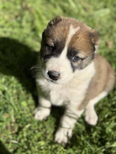 Продажа собак: Алабай, 1 месяц, Самка, С прививкой, С родословной