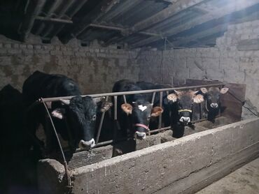 Коровы, быки: Продаю | Корова (самка), Бык (самец), Музоо, торпок | На забой, Для разведения, Для молока | Осеменитель, Привязанные at lalafo.kg — 3 Коровы, быки: Продаю | Корова (самка), Бык (самец), Музоо, торпок | На забой, Для разведения, Для молока | Осеменитель, Привязанные — 3