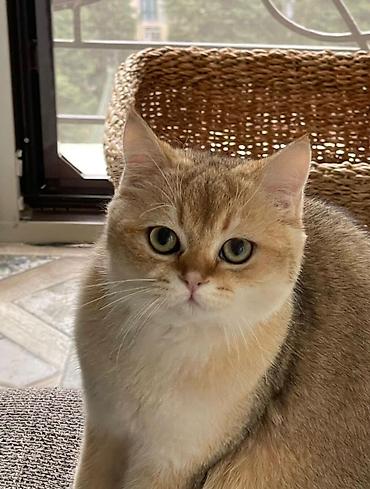 Pişiklər: Britan, Erkək, Dişi, Yaxşı əllərə, Rayonlara çatdırılma, Ünvandan götürmə, Pulsuz çatdırılma — 9