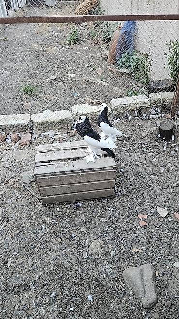 ördək balası və cücə: Xamilyon qara pomerianlar həm beli həm quyruqlari parıltılı qaradır — 2