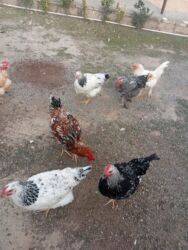 cennet qusu: Toyugun altında çıxmış fərələrdi. İnkubator deyil. Təzəcə yumurtlamaga