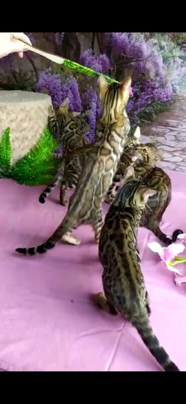 Продажа кошек: Бенгальские котята Проф.Питомник Бен Гла Мур предлагает.чудесных — 13