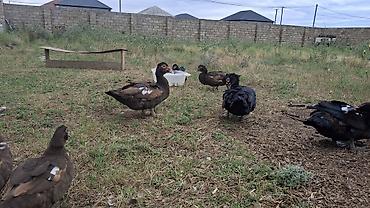 ordəyi: Muscovy ördəkləri (indoutka) – müxtəlif rənglərdə - Cins: Muscovy — 2