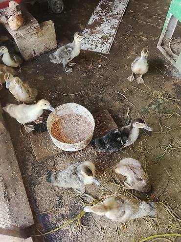 arpanın qiyməti: Macar ördeyi lal 5 manatdan 10 manata qədər qiymetlerle — 10