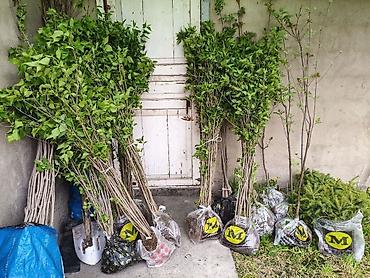 Клён: Продаю разное декоративный дерево .(Viburnum opulus) – для живых — 22