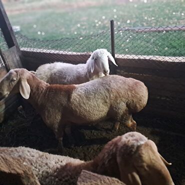 показы 1 354 72 договорная кошка даром британская короткошёрстная 1 год мальчик метис 2 позвонить написать: Сатам | Кочкор (эркек) | Арашан