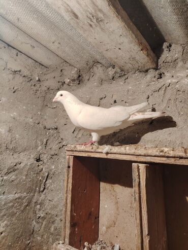 Göyərçinlər: Salam quş dar satlır tam saglam usdu usdə 7m — 7