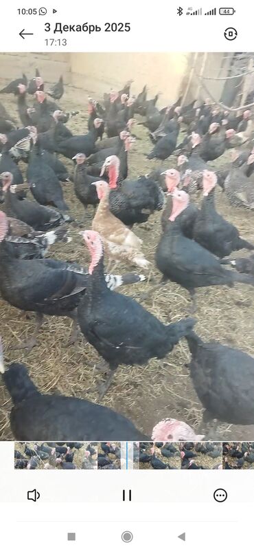 Индюки: Продаю | Индюк (самец) | Полукровка | На забой | Племенные — 3