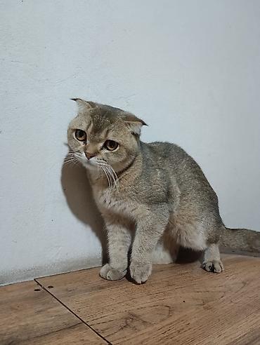 кошка шиншила: Скотиш Фолд (Шотландская вислоухая), 4 месяца, Мальчик, Золотая шиншилла — 1