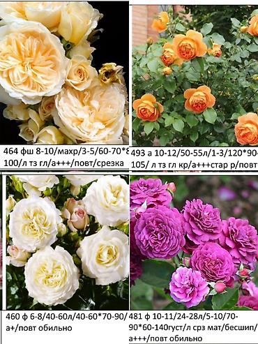 Роза: Саженцы — 5