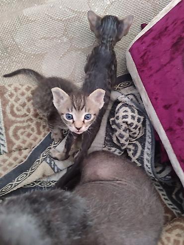 каракол животных: Бронь, бронь! выставляются на бронь 2 котёнка, породы сфинкс. Котята — 6