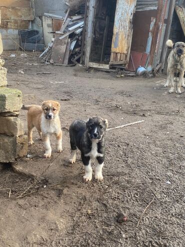 wolfdog qiymeti: Qurdbasar, 2 ay, Erkek, Peyvəndli, Ünvandan götürmə