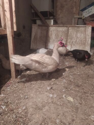 sumatra toyuq: Курица, Rahibe, Для разведения