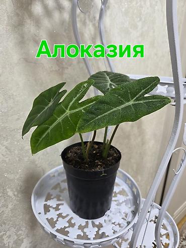 Антуриумы: Антуриум Андре (Anthurium andreanum) - Эффектный комнатный ароид с — 22