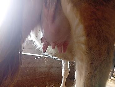 Коровы, быки: Продаю | Корова (самка) | Полукровка | Для молока | Привязанные — 8