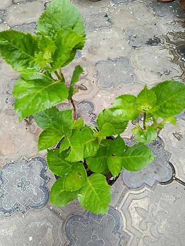 Bağ və bostan üçün digər məhsullar: - Zanbaq (Hemerocallis) – narıncı lecekli gül 8 azn satilir — 4