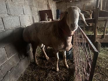 кара балта кошки: Продаю | Баран (самец) | На забой — 3