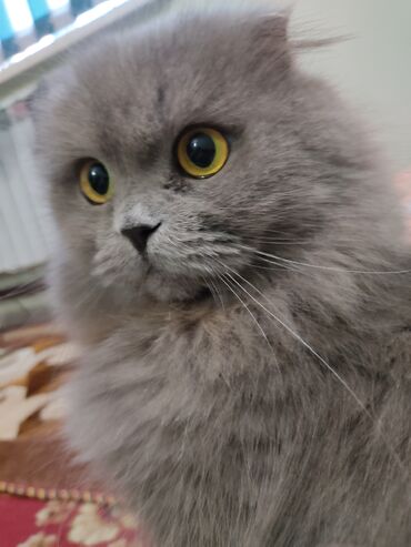сиамская кошка: Продаём Шотландскую вислоухую кошку беременная окрас серая характер
