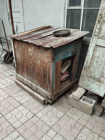 Продажа собак: Алабай, 10 месяцев, Самец, С прививкой